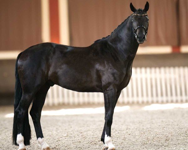 dressage horse Fantom de Malleret (Westphalian, 2019, from Birkhof's Fair Game OLD)