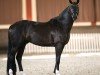 dressage horse Fantom de Malleret (Westphalian, 2019, from Birkhof's Fair Game OLD)