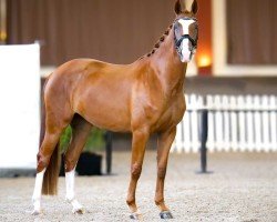 dressage horse Freyja de Malleret (Hanoverian, 2021, from Flinstone 8)