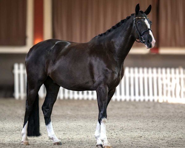 dressage horse Lord Bohemian Malleret TS (Hanoverian, 2019, from Libertad FRH)