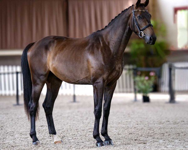 Dressurpferd Emblème de Malleret (Oldenburger, 2022, von Escolar)