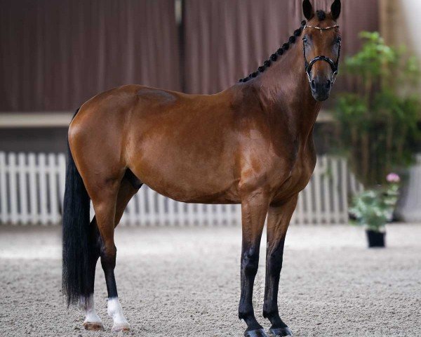 dressage horse Impulsion de Malleret (Oldenburg, 2019, from Asgard's Ibiza)