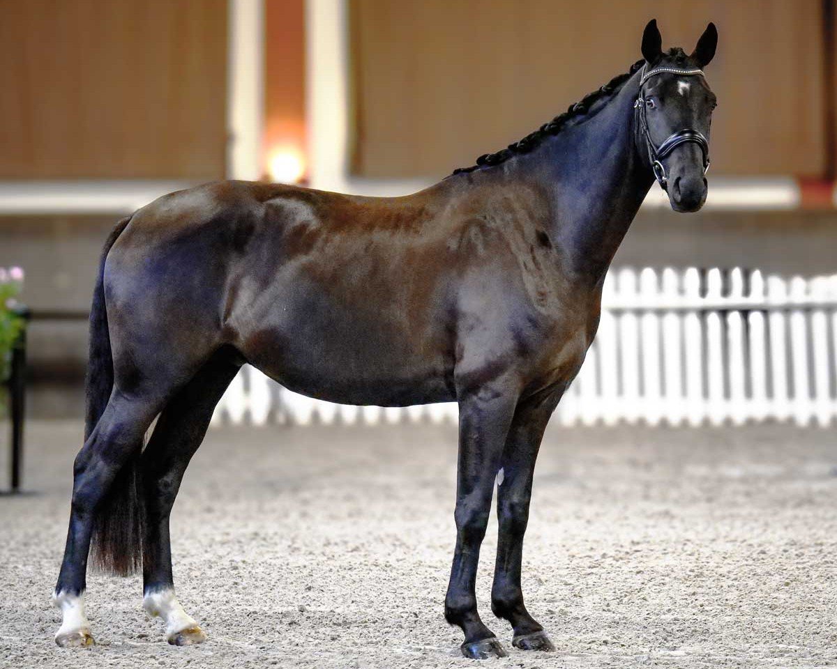 dressage horse Focus VII Malleret TS (Hanoverian, 2021, from Flinstone 8)