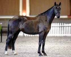 dressage horse Focus VII Malleret TS (Hanoverian, 2021, from Flinstone 8)