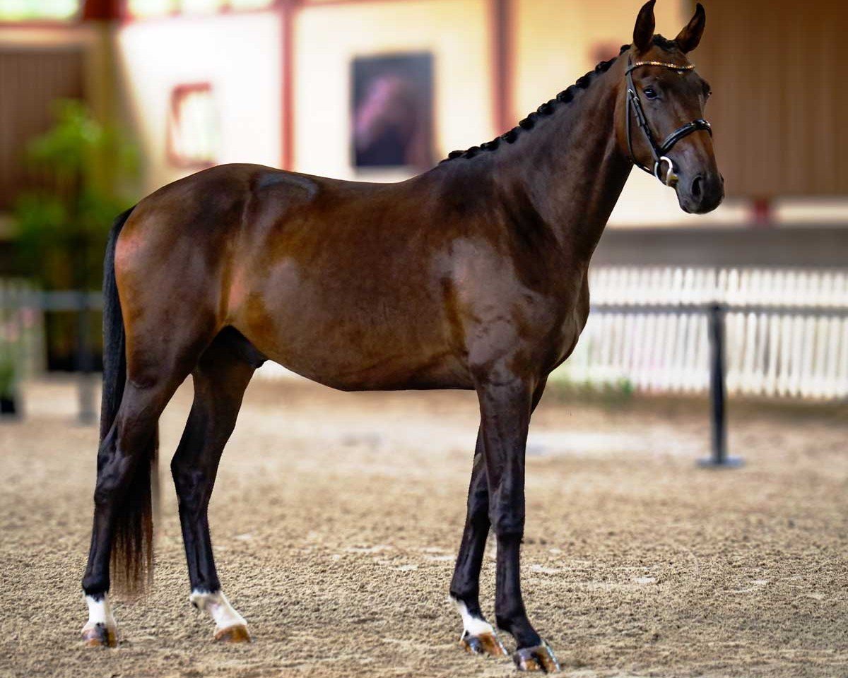 dressage horse Fidelio de Malleret (Hanoverian, 2022, from Flinstone 8)