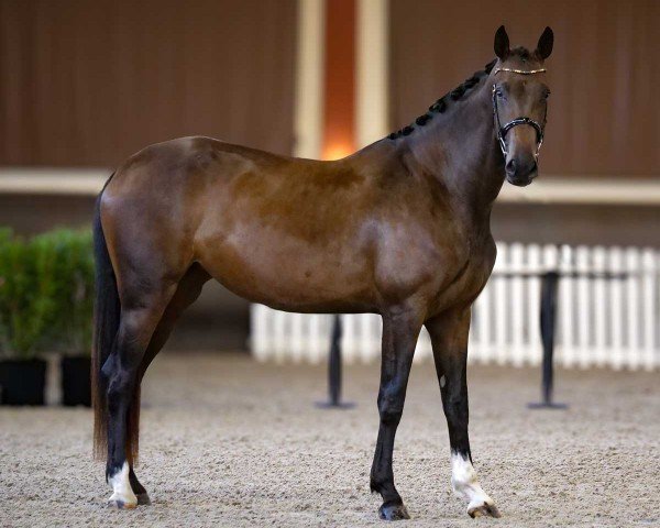 dressage horse So What de Malleret (Hanoverian, 2021, from So Perfect)