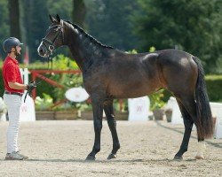 dressage horse Zeno (Westphalian, 2022, from Zoom)