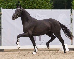 dressage horse Depardieu (German Sport Horse, 2022, from De Niro Gold 3)