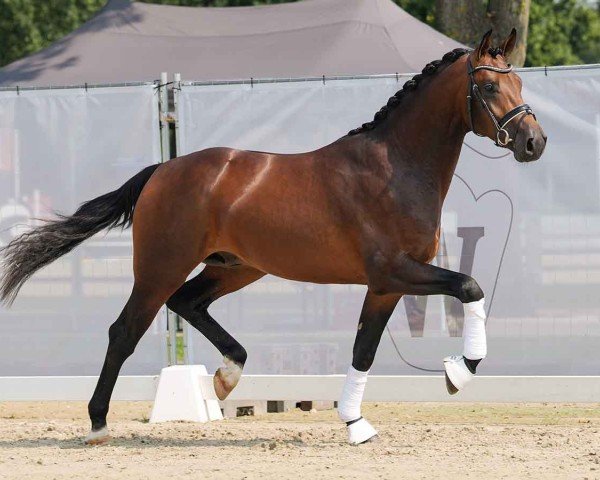 dressage horse Funkytown (Westphalian, 2022, from Franziskus FRH)