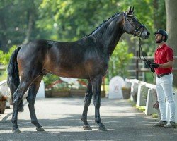 dressage horse Inception (Westphalian, 2022, from Infantino)