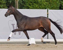 Dressurpferd Special Secret (Westfale, 2022, von Secret)