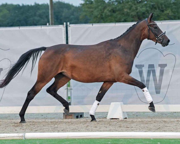 dressage horse Merinja (Westphalian, 2020, from DSP Meridian)