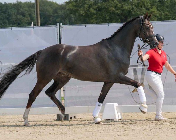 dressage horse Paris Nosa (KWPN (Royal Dutch Sporthorse), 2020, from Fürst Jazz)