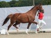 dressage horse Daisy Duck (Hanoverian, 2018, from Don Martillo)