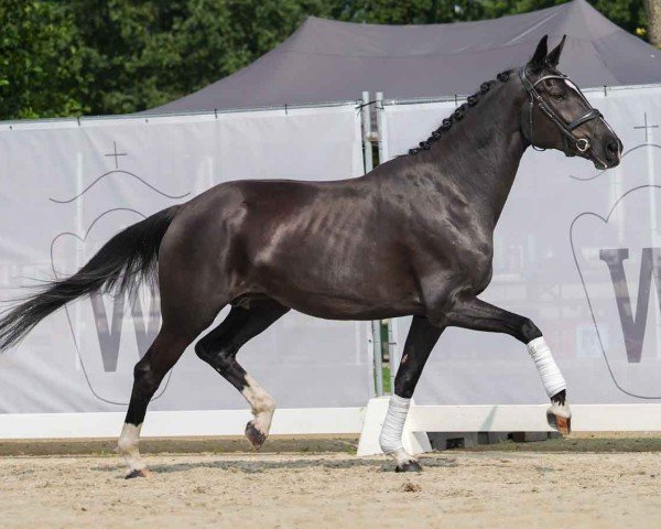 broodmare Capri Tanz (Oldenburg, 2016, from Duval's Capri Sonne Jr)