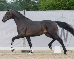 dressage horse Game on (Oldenburg, 2022, from Glamourdale)