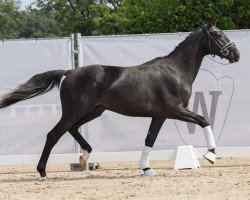 Dressurpferd Tiptoe (Hannoveraner, 2022, von Total Diamond PS)