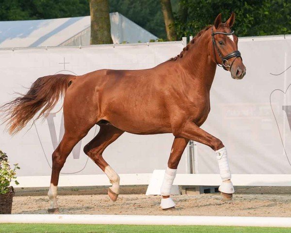 dressage horse Totales Glück LPH (German Sport Horse, 2022, from Total Diamond PS)