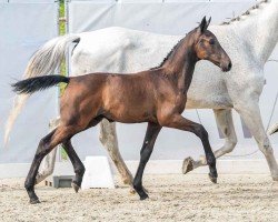 foal by Don (Westphalian, 2024, from Drako de Maugre)