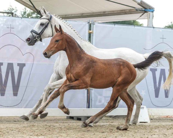 foal by Cordon Blue (Westphalian, 2024, from Cornet Obolensky)