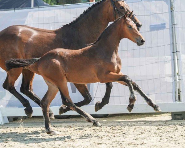 foal by Corviva (Westphalian, 2024, from Cornet Obolensky)