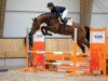 jumper Onassis Tn (KWPN (Royal Dutch Sporthorse), 2019, from Grandorado TN)