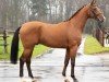 stallion Agamon (Westphalian, 2018, from Aganix du Seigneur)