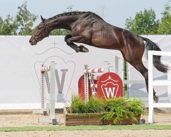 jumper Champion (Westphalian, 2022, from Cornado NRW)