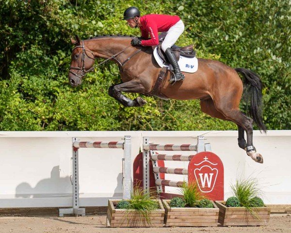 jumper Cosmos 91 (Hanoverian, 2019, from Comthago VDL)