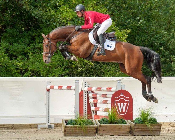 jumper Little Pezi 5 (Oldenburg show jumper, 2019, from Lord Pezi)