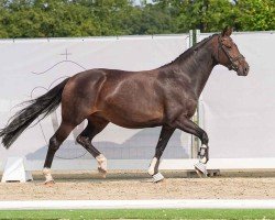 broodmare Celina (Westphalian, 2015, from Colestus)