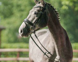 jumper Louis (Oldenburg show jumper, 2020, from Levisto Z)