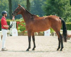 broodmare Casallita (Oldenburg show jumper, 2017, from Casallco)