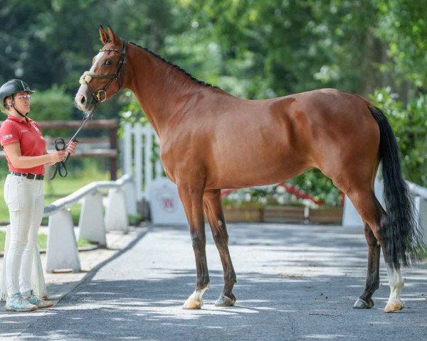 Springpferd Funky Lou (Belgisches Warmblut, 2020, von Foncetti vd Heffinck)