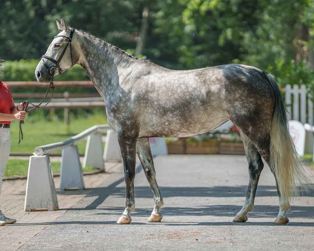 jumper Clinton's Countess (Hanoverian, 2018, from Clinton's Heart)