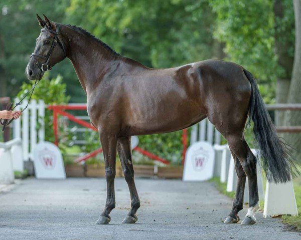 jumper Capri 136 (Oldenburg show jumper, 2019, from Cornet de Semilly)