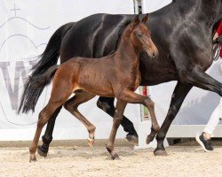 foal by Valentino (Westphalian, 2024, from DSP VA Bene)