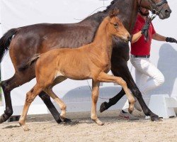 foal by Red Amigas (Westphalian, 2024, from Red Viper)