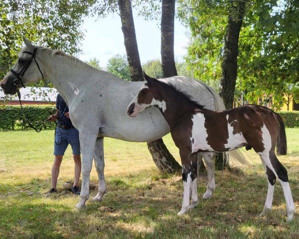 foal Diador (Westphalian, 2024, from Diamant van Klapscheut Z)