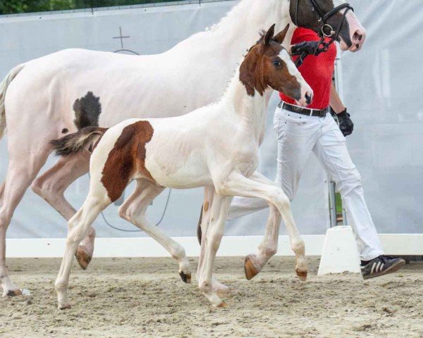 foal by Top Extrazauber (Westphalian, 2024, from Escaneno)