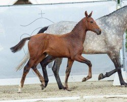 foal Kalea (Westphalian, 2024, from Kannan)