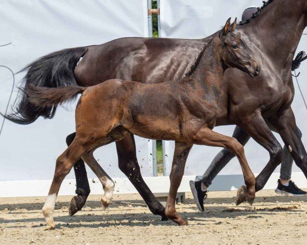 foal by Craboom (Westphalian, 2024, from Cornet Obolensky)