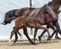 foal by Craboom (Westphalian, 2024, from Cornet Obolensky)