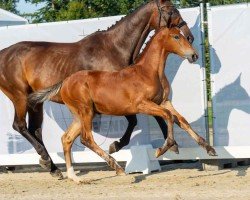 foal by PK Canberra (Westphalian, 2024, from Carrera VDL)