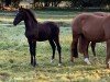 foal by Hengst von Golden Grey NRW / Can Dance (German Riding Pony, 2024, from Golden Grey NRW)