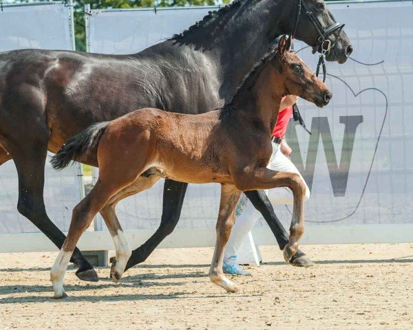 Fohlen von Victory (Westfale, 2024, von Velvedere)