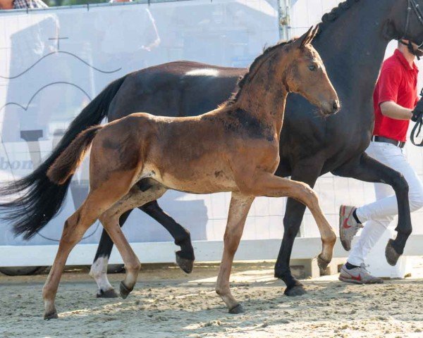 foal by Symfonisk B (Westphalian, 2024, from Shynedo)