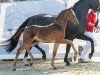 foal by Symfonisk B (Westphalian, 2024, from Shynedo)