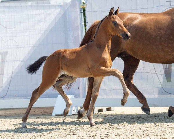 foal Don Domingo (Westphalian, 2024, from Dynamic Dream)