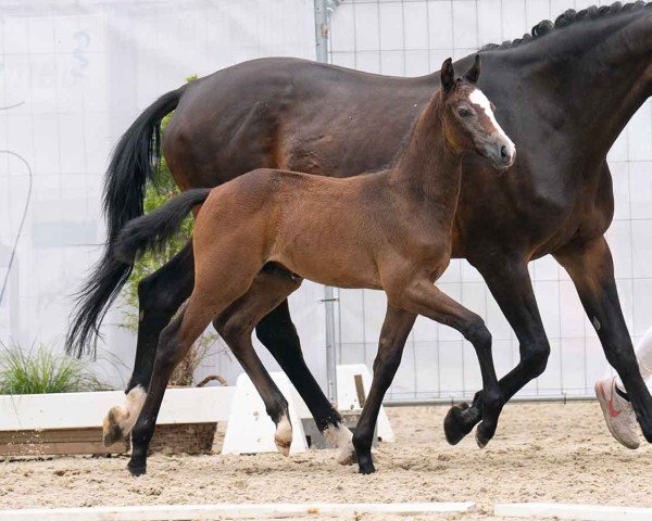 Fohlen von Unbelievable (Westfale, 2024, von Untouchable)